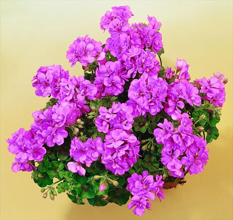 photo of flower to be used as: Pot, patio, basket Pelargonium peltatum SIL Toscana® Marlen