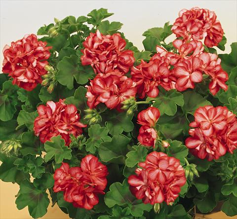 photo of flower to be used as: Pot, patio, basket Pelargonium peltatum SIL Toscana® Okka