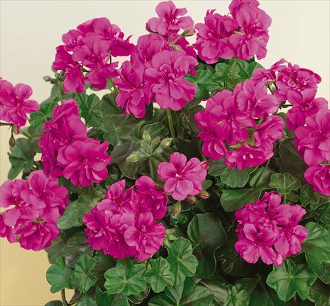 photo of flower to be used as: Pot, patio, basket Pelargonium peltatum SIL Toscana® Quirin