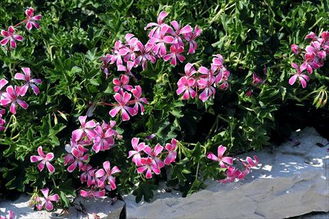photo of flower to be used as: Pot, patio, basket Pelargonium peltatum SIL Toscana® Stellena compact