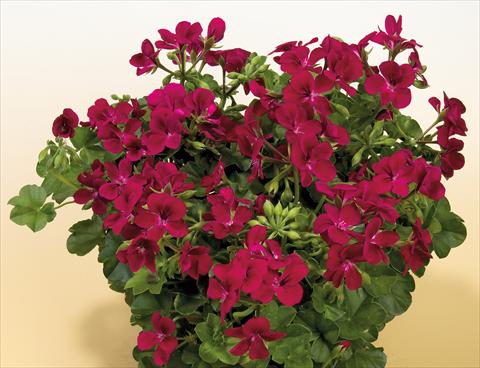 photo of flower to be used as: Pot, patio, basket Pelargonium peltatum SIL Toscana® Villetta Burgundy