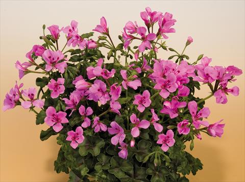 photo of flower to be used as: Pot, patio, basket Pelargonium peltatum SIL Toscana® Villetta Lilac