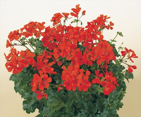 photo of flower to be used as: Pot, patio, basket Pelargonium peltatum SIL Toscana® Villetta Orange