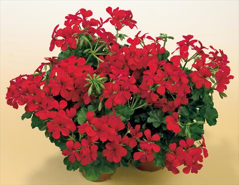 photo of flower to be used as: Pot, patio, basket Pelargonium peltatum SIL Toscana® Villetta Red