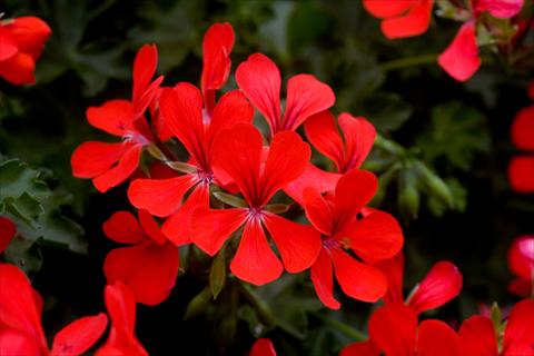 photo of flower to be used as: Pot, patio, basket Pelargonium peltatum Westflowers® Ville Super Red