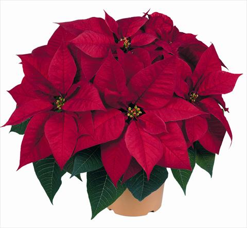 photo of flower to be used as: Pot Poinsettia - Euphorbia pulcherrima RED FOX Viking Red