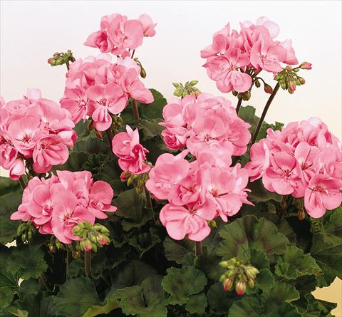 photo of flower to be used as: Pot, bedding, patio Pelargonium zonale SIL Toscana® Anne