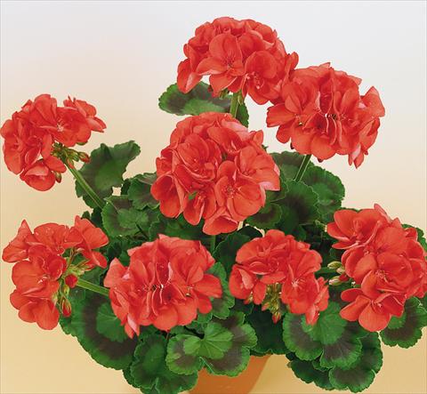 photo of flower to be used as: Pot, bedding, patio Pelargonium zonale SIL Toscana® Aurora