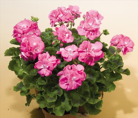 photo of flower to be used as: Pot, bedding, patio Pelargonium zonale SIL Toscana® Birte