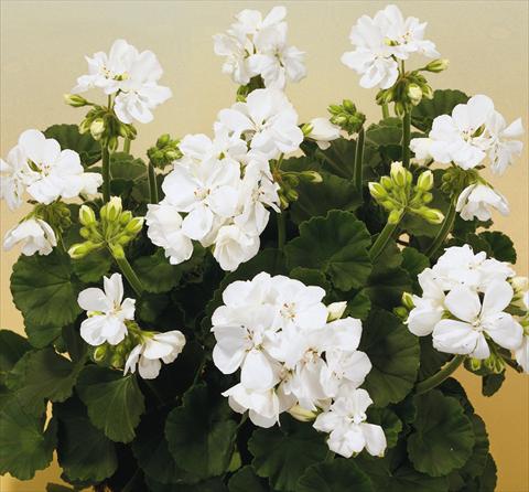 photo of flower to be used as: Pot, bedding, patio Pelargonium zonale SIL Toscana® Cato
