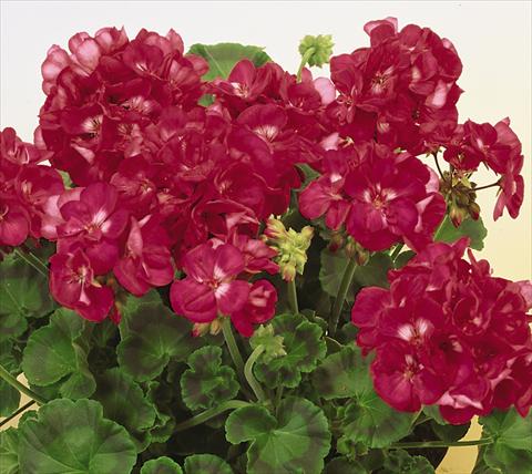 photo of flower to be used as: Pot, bedding, patio Pelargonium zonale SIL Toscana® Fiona