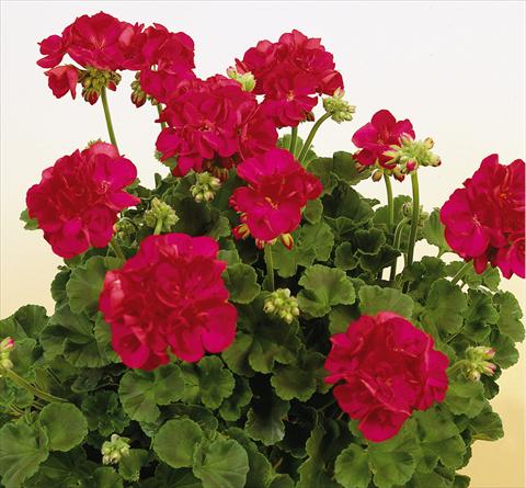 photo of flower to be used as: Pot, bedding, patio Pelargonium zonale SIL Toscana® Frauke