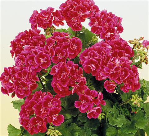 photo of flower to be used as: Pot, bedding, patio Pelargonium zonale SIL Toscana® Hero