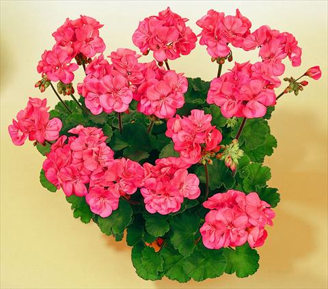 photo of flower to be used as: Pot, bedding, patio Pelargonium zonale SIL Toscana® Lisa