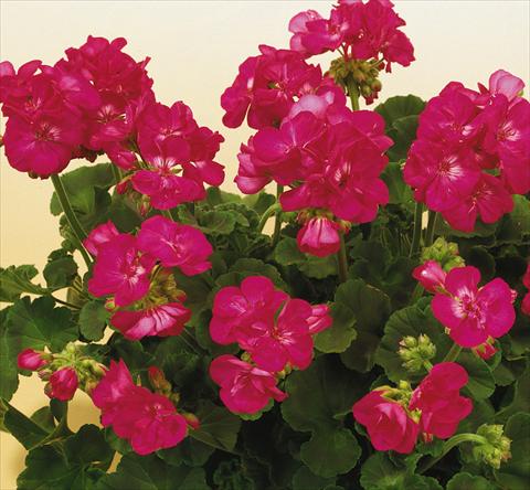 photo of flower to be used as: Pot, bedding, patio Pelargonium zonale SIL Toscana® Merle
