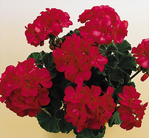 photo of flower to be used as: Pot, bedding, patio Pelargonium zonale SIL Toscana® Onno