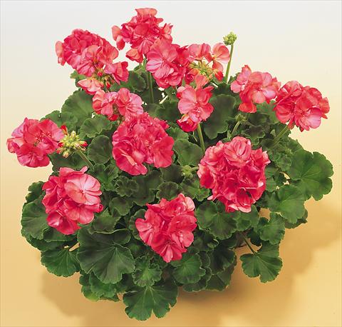 photo of flower to be used as: Pot, bedding, patio Pelargonium zonale SIL Toscana® Selma