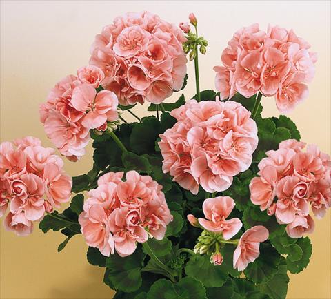 photo of flower to be used as: Pot, bedding, patio Pelargonium zonale SIL Toscana® Silke