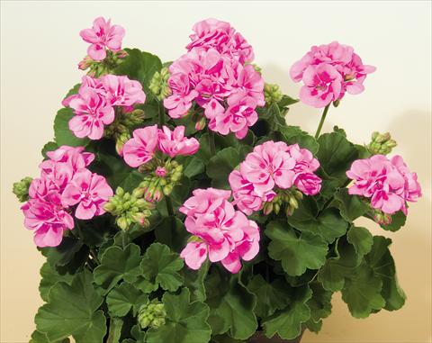 photo of flower to be used as: Pot, bedding, patio Pelargonium zonale SIL Toscana® Vera