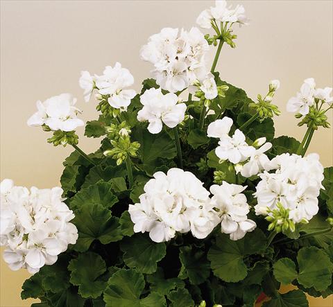 photo of flower to be used as: Pot, bedding, patio Pelargonium zonale SIL Toscana® Wenke