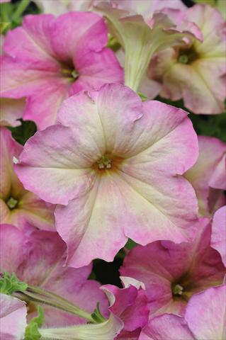 photo of flower to be used as: Pot, bedding, patio, basket Petunia grandiflora Sophistica Antique Shades