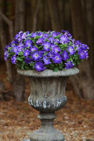 photo of flower to be used as: Pot, bedding, patio, basket Petunia grandiflora Sophistica Blue Morn