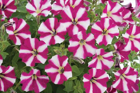 photo of flower to be used as: Pot, patio, basket Petunia mini Perla® Burgundy Bicolour
