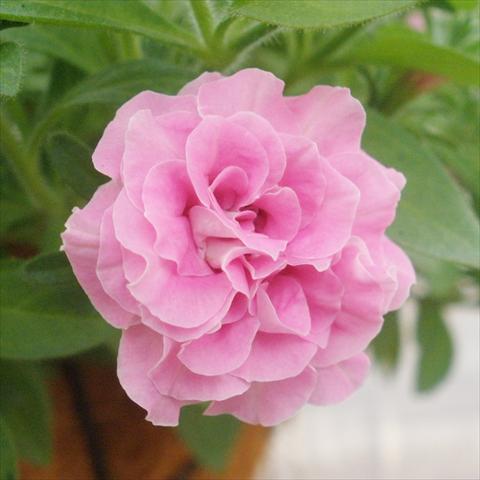 photo of flower to be used as: Pot, patio, basket Petunia mini Perla® Double Pink