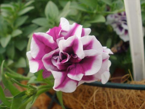 photo of flower to be used as: Pot, patio, basket Petunia mini Perla® Double Purple Picotee