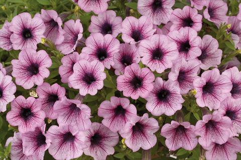 photo of flower to be used as: Pot, patio, basket Petunia mini Perla® Pink Vein