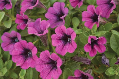 photo of flower to be used as: Pot, patio, basket Petunia mini Perla® Purple