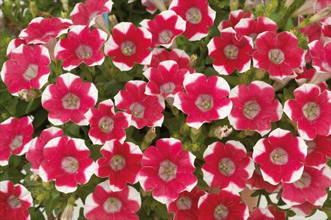 photo of flower to be used as: Pot, patio, basket Petunia mini Perla® Red Bicolour