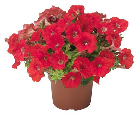 photo of flower to be used as: Pot, patio, basket Petunia mini Perla® Red