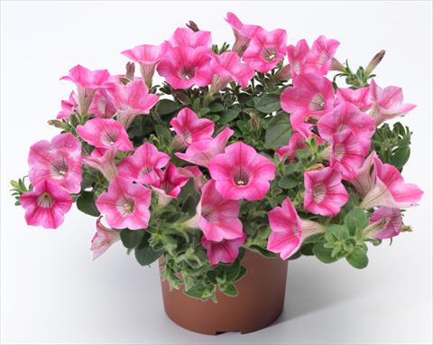 photo of flower to be used as: Pot, patio, basket Petunia mini Perla® Rose Bicolour