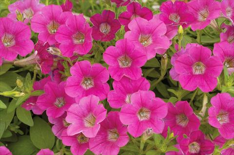 photo of flower to be used as: Pot, patio, basket Petunia mini Perla® Rose
