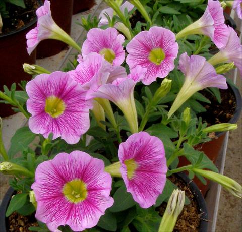 photo of flower to be used as: Pot, patio, basket Petunia mini Perla® Shell Pink Vein yellow eye