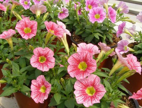 photo of flower to be used as: Pot, patio, basket Petunia mini Perla® Shell Salmon Vein yellow eye