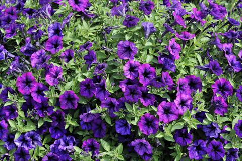 photo of flower to be used as: Pot, patio, basket Petunia mini Perla® Violet