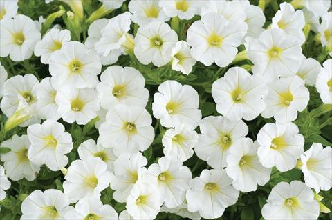 photo of flower to be used as: Pot, patio, basket Petunia mini Perla® White