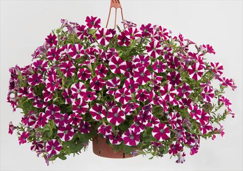 photo of flower to be used as: Pot, patio, basket Petunia Sentunia® Burgundy Bicolour
