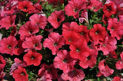 photo of flower to be used as: Pot, patio, basket Petunia Sentunia® Coral