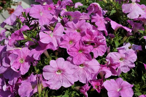photo of flower to be used as: Pot, patio, basket Petunia Sentunia® Pink