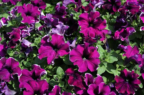 photo of flower to be used as: Pot, patio, basket Petunia Sentunia® Purple Picotee