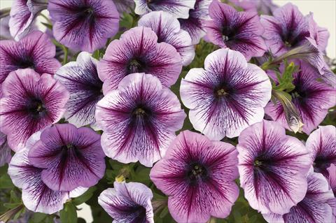photo of flower to be used as: Pot, patio, basket Petunia Sentunia® Purple Vein