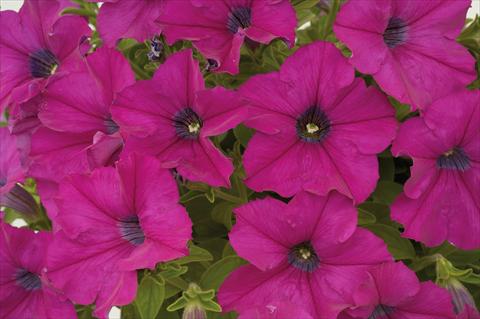 photo of flower to be used as: Pot, patio, basket Petunia Sentunia® Purple