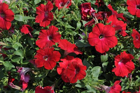 photo of flower to be used as: Pot, patio, basket Petunia Sentunia® Red