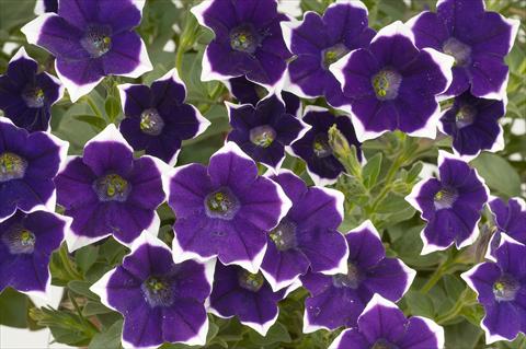 photo of flower to be used as: Pot, patio, basket Petunia Sentunia® Violet picotee