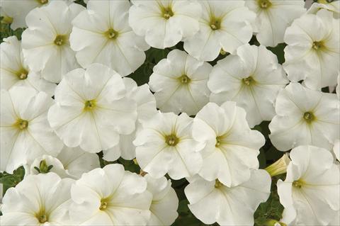 photo of flower to be used as: Pot, patio, basket Petunia Sentunia® White