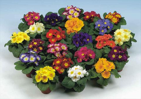photo of flower to be used as: Pot and bedding Primula acaulis Rialto mix