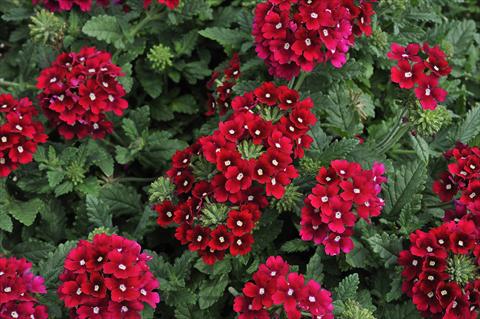 photo of flower to be used as: Pot, patio, basket Verbena Eden® Cherry